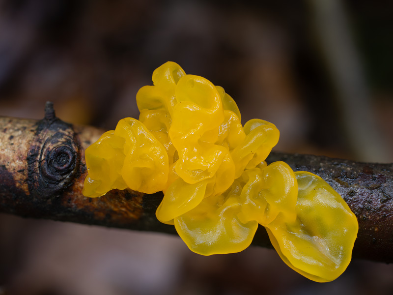 Tremella mesenterica